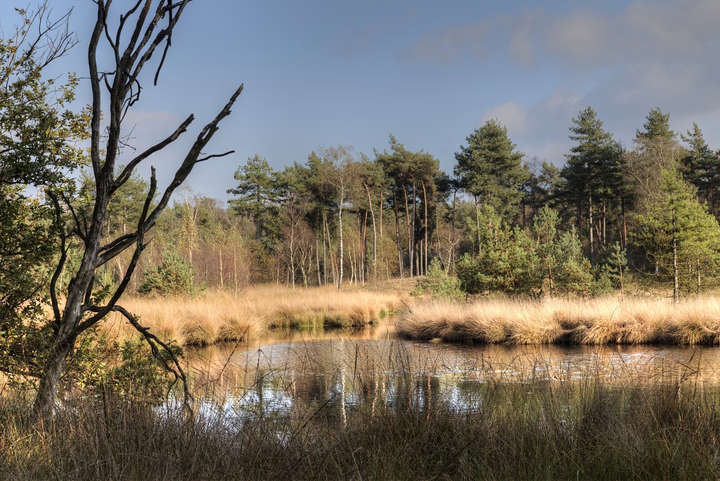 Oisterwijkse Bossen en Vennen Kampina natuurgebied natuur oisterwijk Nationaal park Landschap Het Groene Woud hei heide bossen natuurmonumenten brabant baronie boswachterij dorst